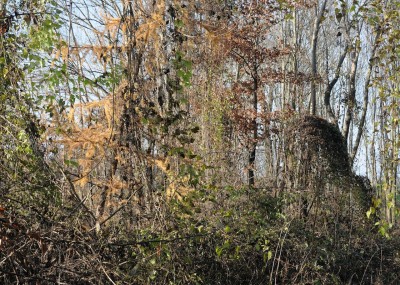 LSN #1, 2012