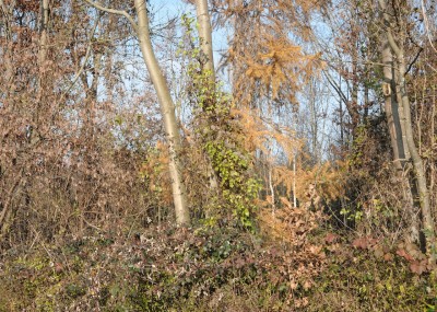 LSN #2, 2012