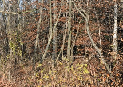 LSN #6, 2012