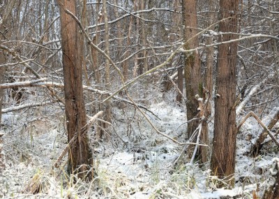LSN #4, 2012