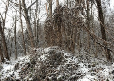 LSN #5, 2012